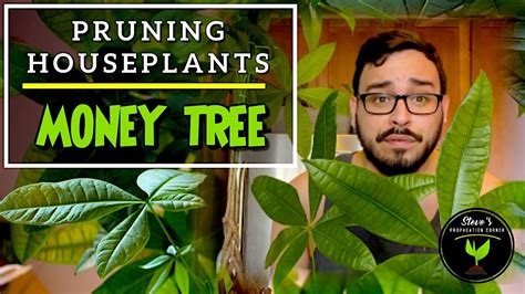 Pruning Money Tree Loans With No Credit Check In West Kennebunk
